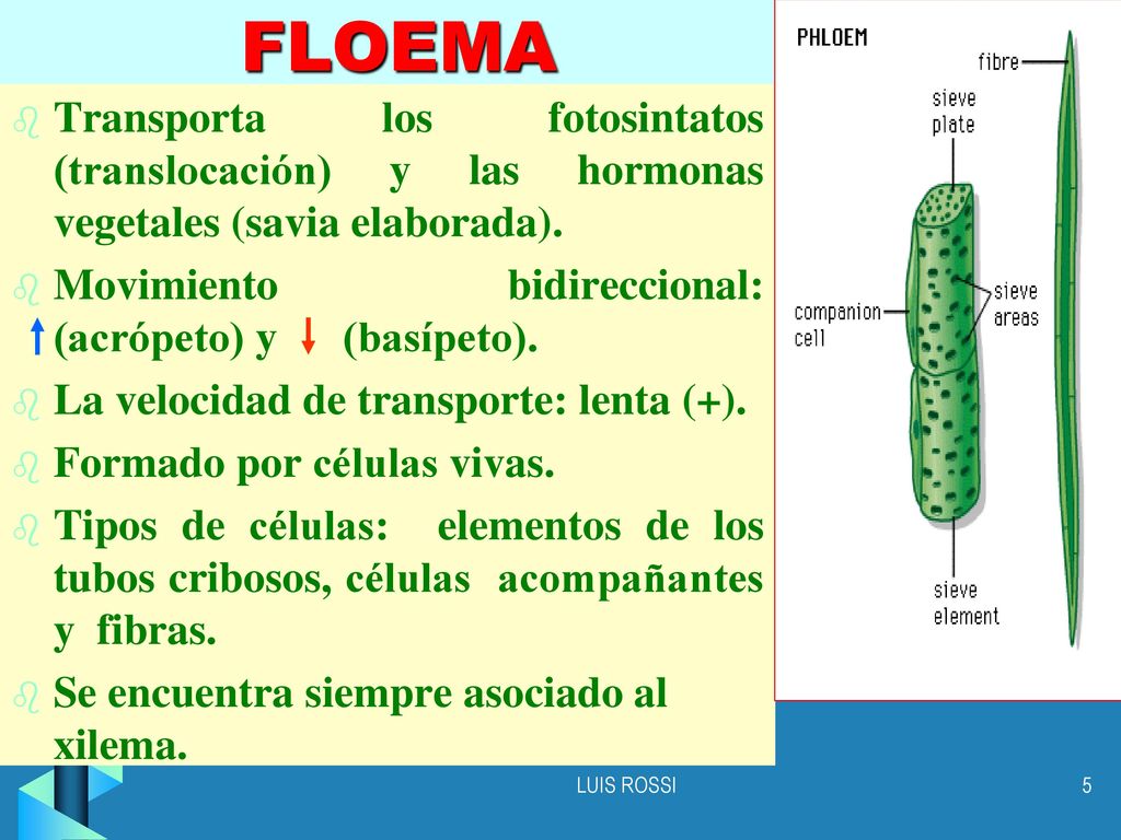FLOEMA Transporta los fotosintatos (translocación) y las hormonas vegetales (savia elaborada).