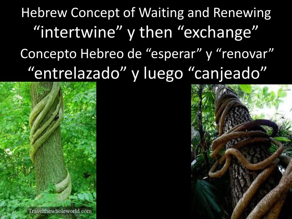 Hebrew Concept of Waiting and Renewing intertwine y then exchange