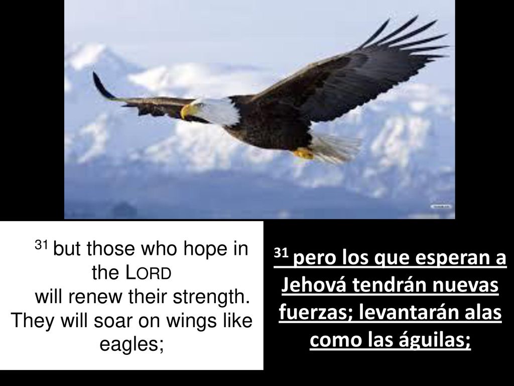 31 31 but those who hope in the Lord will renew their strength