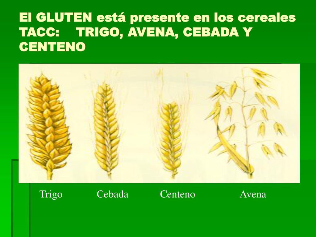 El GLUTEN está presente en los cereales TACC: TRIGO, AVENA, CEBADA Y CENTENO