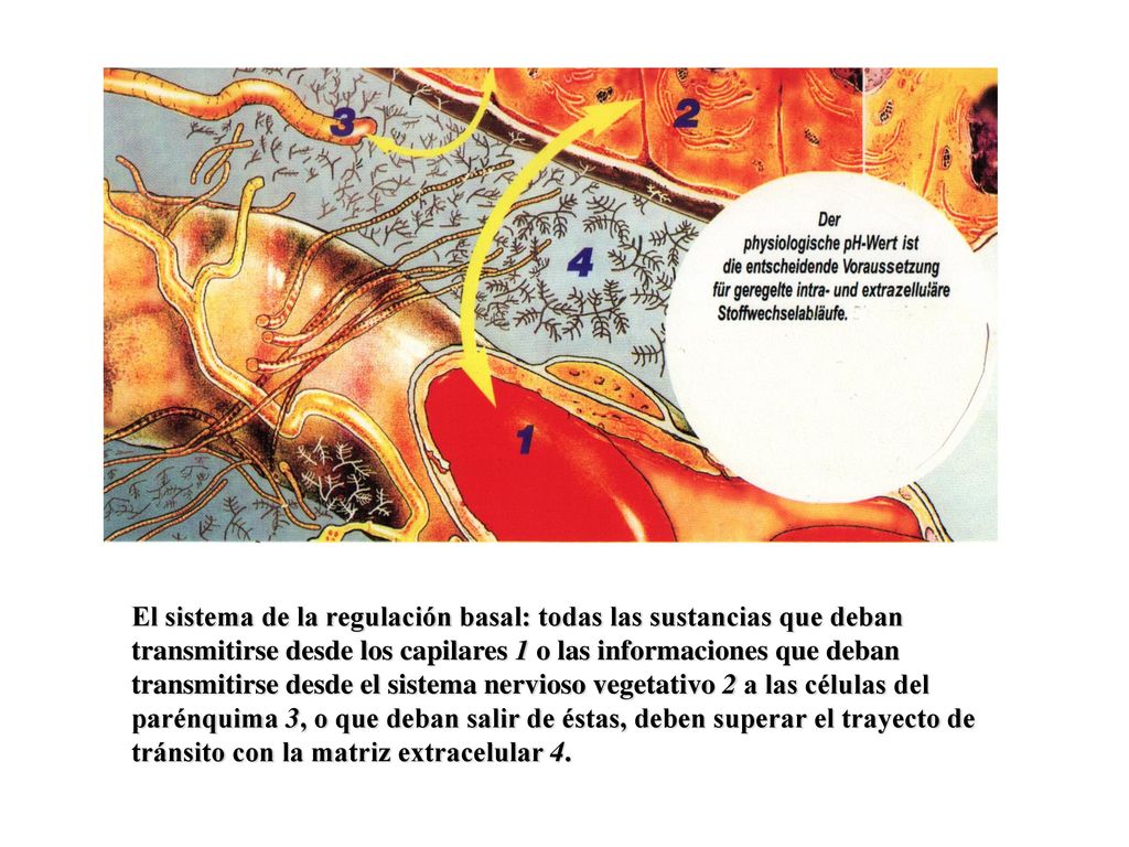 El sistema de la regulación basal: todas las sustancias que deban transmitirse desde los capilares 1 o las informaciones que deban transmitirse desde el sistema nervioso vegetativo 2 a las células del parénquima 3, o que deban salir de éstas, deben superar el trayecto de tránsito con la matriz extracelular 4.