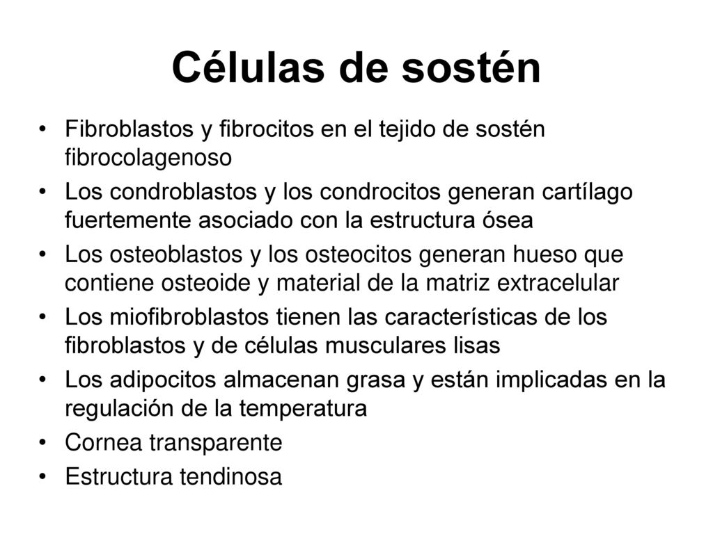 Células de sostén Fibroblastos y fibrocitos en el tejido de sostén fibrocolagenoso.