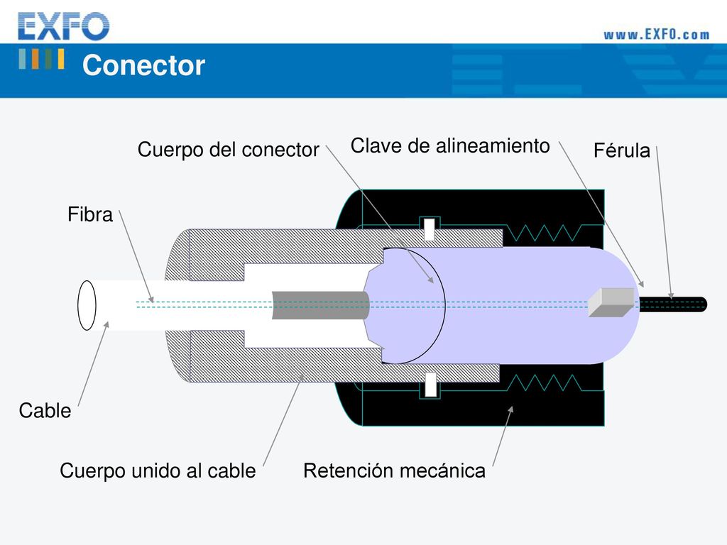 Conector Cuerpo del conector Clave de alineamiento Férula Fibra Cable