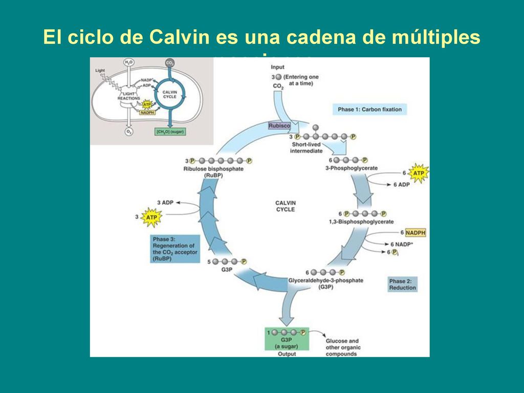 El ciclo de Calvin es una cadena de múltiples reacciones