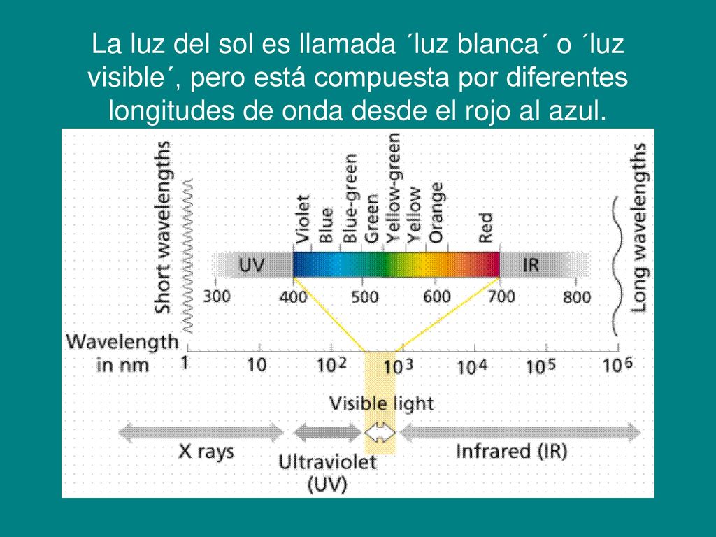 La luz del sol es llamada ´luz blanca´ o ´luz visible´, pero está compuesta por diferentes longitudes de onda desde el rojo al azul.