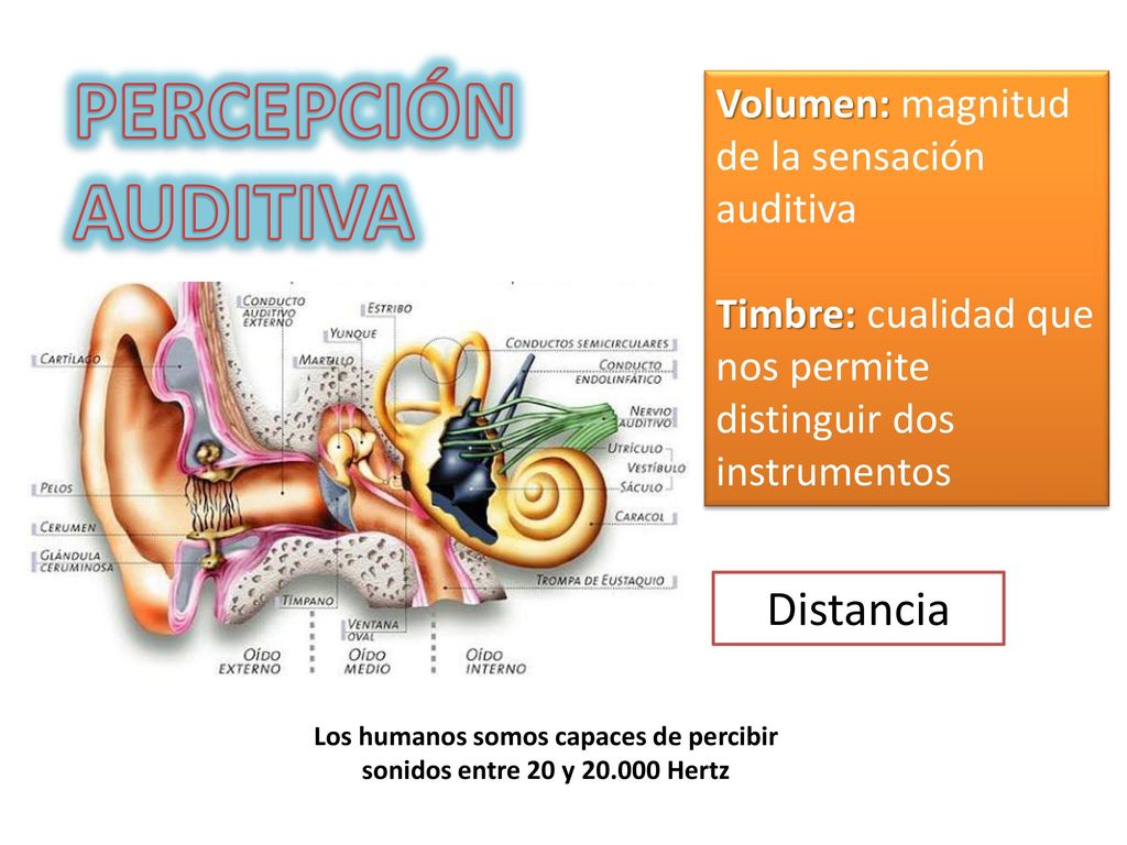 Los humanos somos capaces de percibir sonidos entre 20 y Hertz