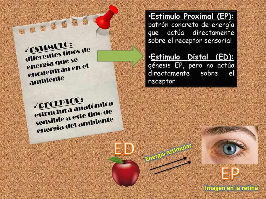 Estimulo Proximal (EP): patrón concreto de energía que actúa directamente sobre el receptor sensorial