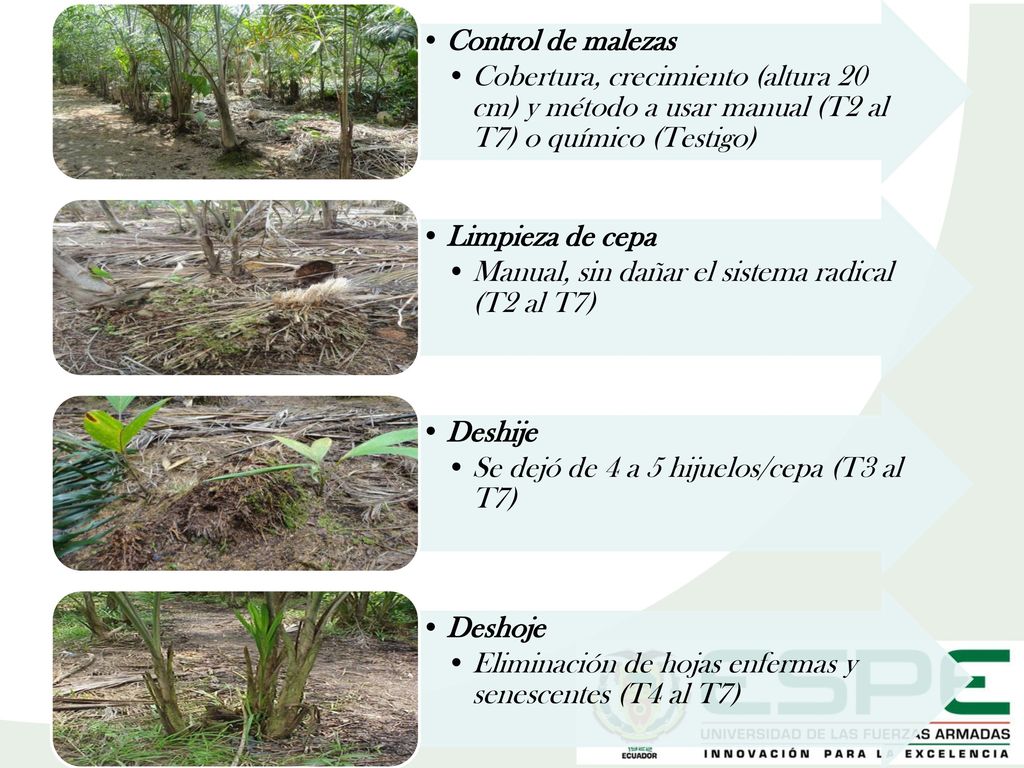 Control de malezas Cobertura, crecimiento (altura 20 cm) y método a usar manual (T2 al T7) o químico (Testigo)