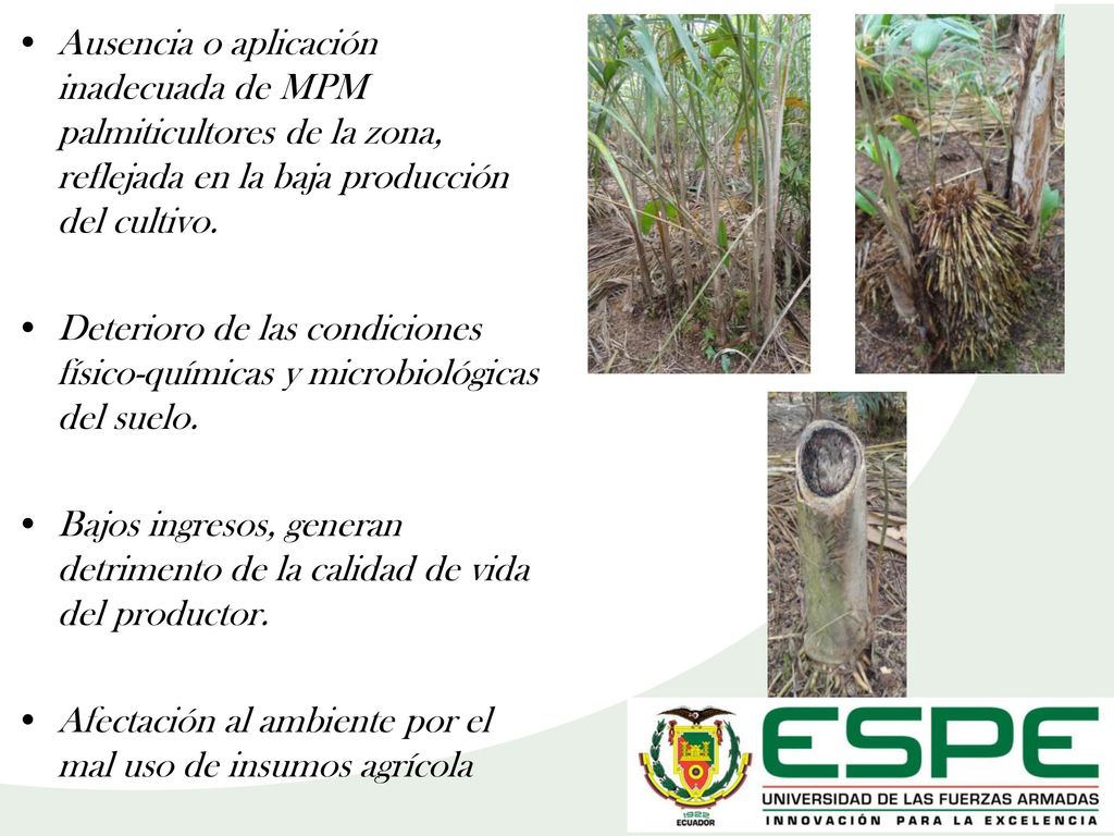Ausencia o aplicación inadecuada de MPM palmiticultores de la zona, reflejada en la baja producción del cultivo.