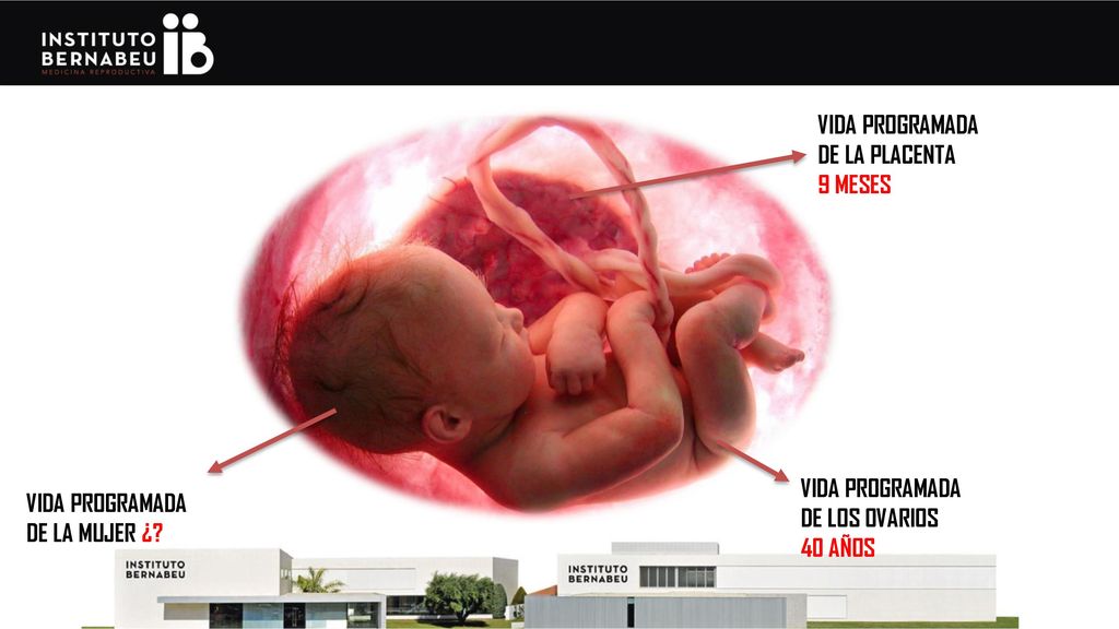 VIDA PROGRAMADA DE LA PLACENTA. 9 MESES. VIDA PROGRAMADA. DE LOS OVARIOS. 40 AÑOS. VIDA PROGRAMADA.