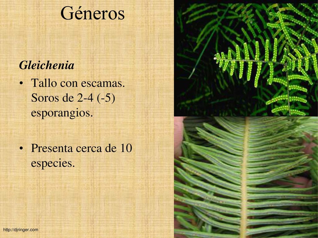 Géneros Gleichenia Tallo con escamas. Soros de 2-4 (-5) esporangios.
