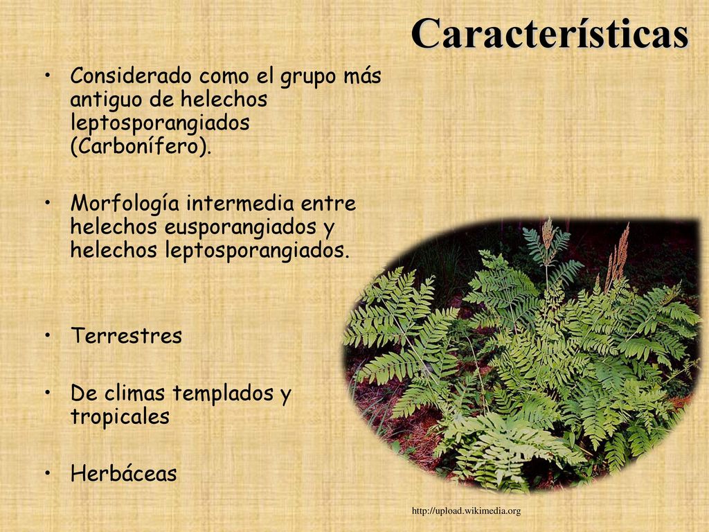 Características Considerado como el grupo más antiguo de helechos leptosporangiados (Carbonífero).