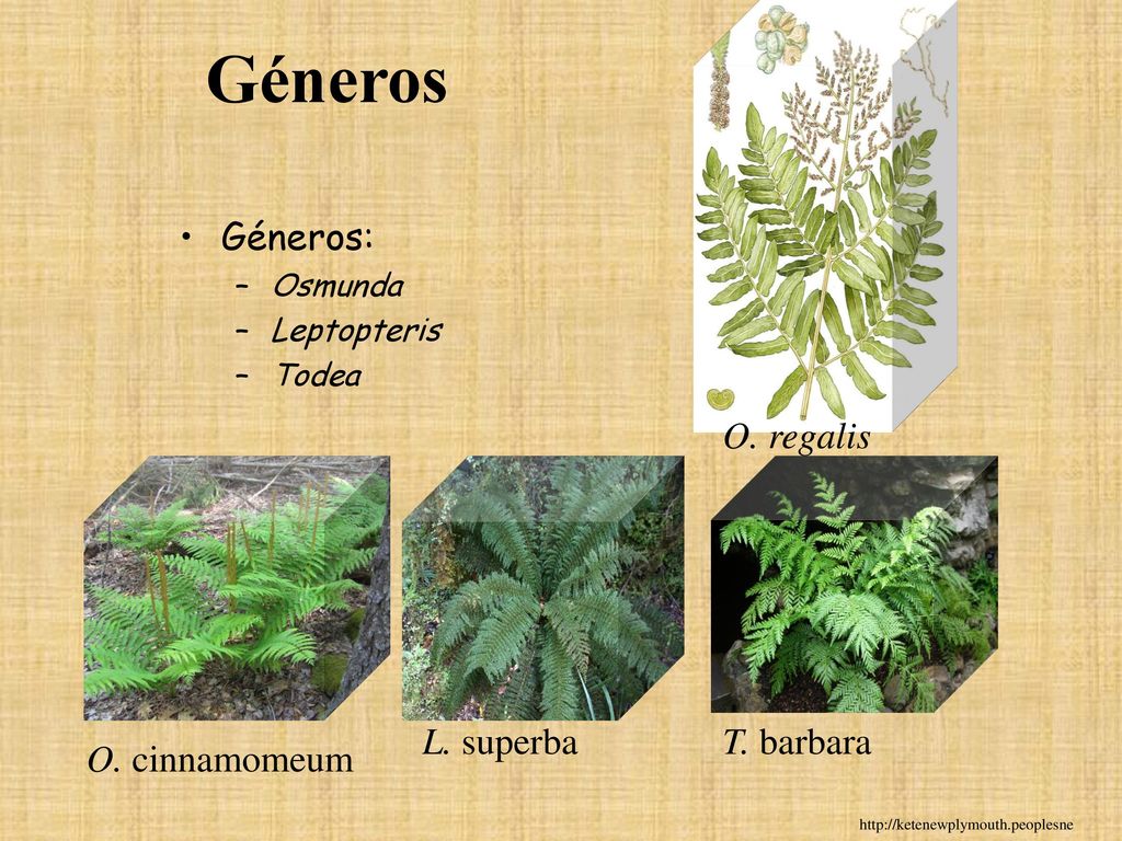 Géneros Géneros: O. regalis L. superba T. barbara O. cinnamomeum