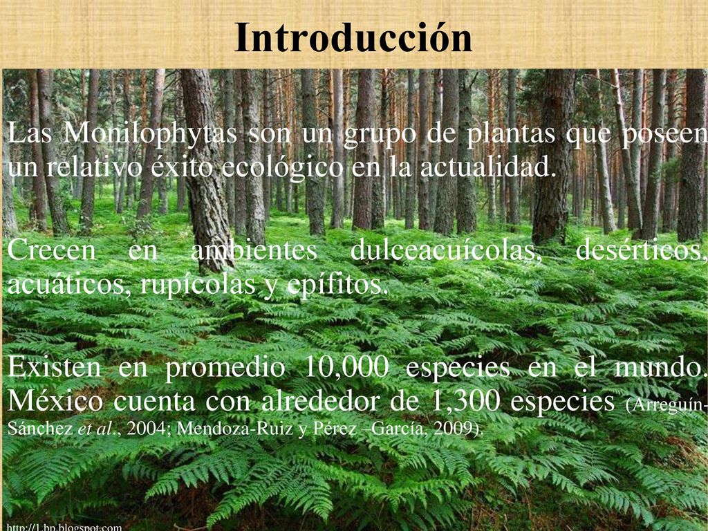 Introducción Las Monilophytas son un grupo de plantas que poseen un relativo éxito ecológico en la actualidad.