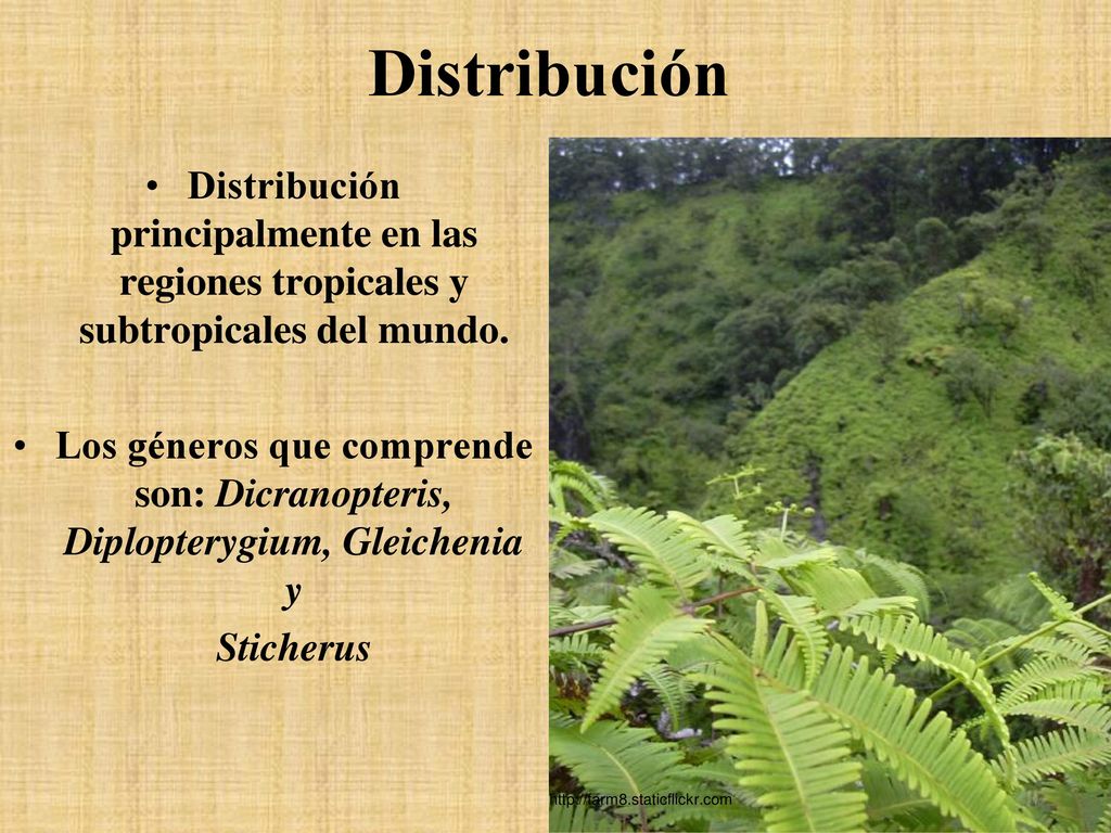 Distribución Distribución principalmente en las regiones tropicales y subtropicales del mundo.