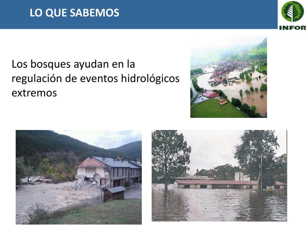 Los bosques ayudan en la regulación de eventos hidrológicos extremos