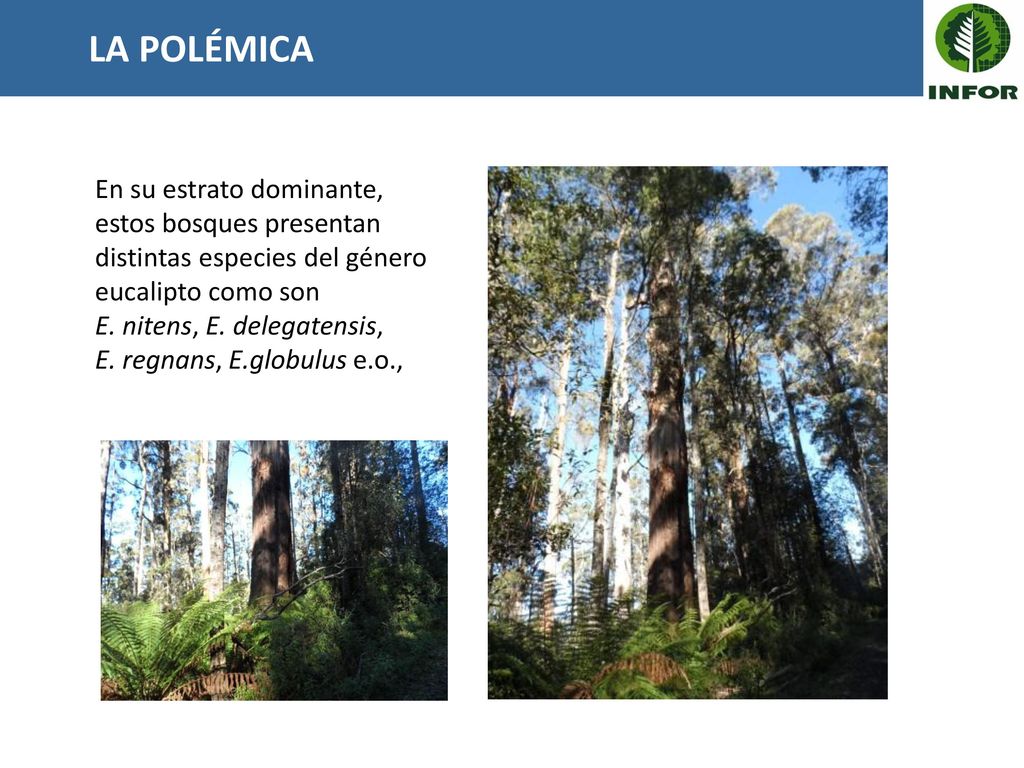 LA POLÉMICA En su estrato dominante, estos bosques presentan distintas especies del género eucalipto como son.