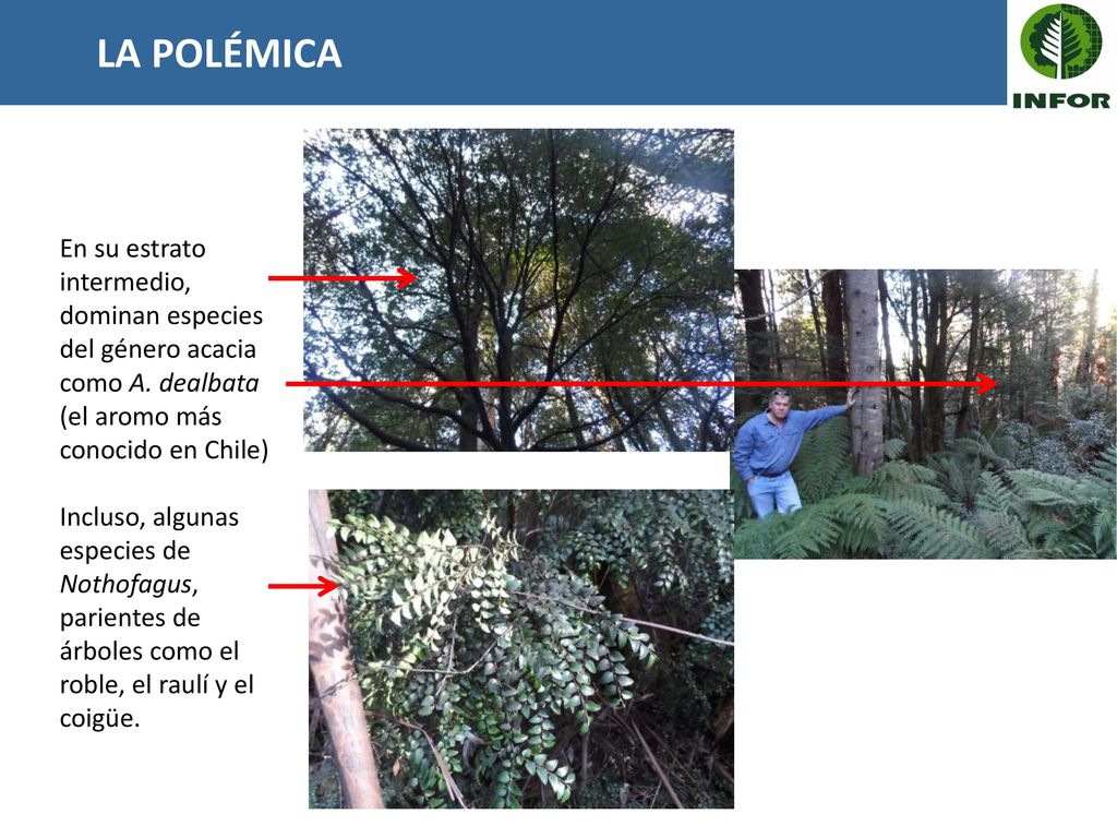 LA POLÉMICA En su estrato intermedio, dominan especies del género acacia como A. dealbata (el aromo más conocido en Chile)