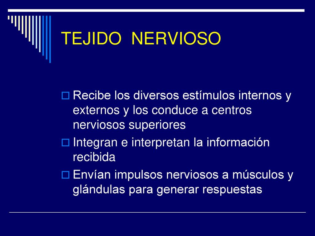 TEJIDO NERVIOSO Recibe los diversos estímulos internos y externos y los conduce a centros nerviosos superiores.