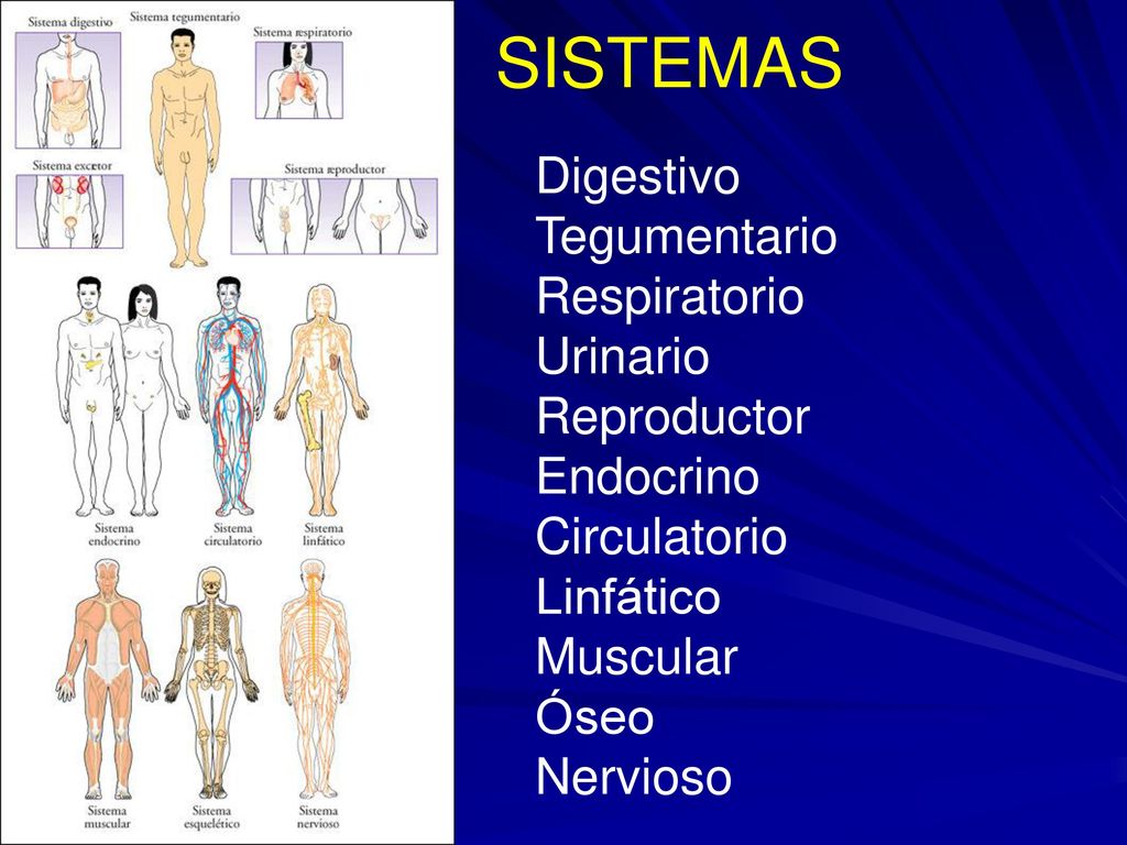 SISTEMAS Digestivo Tegumentario Respiratorio Urinario Reproductor