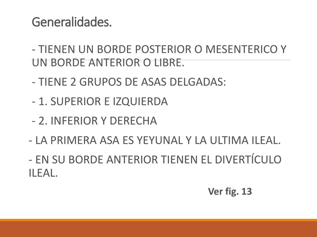 Generalidades. - TIENEN UN BORDE POSTERIOR O MESENTERICO Y UN BORDE ANTERIOR O LIBRE. - TIENE 2 GRUPOS DE ASAS DELGADAS: