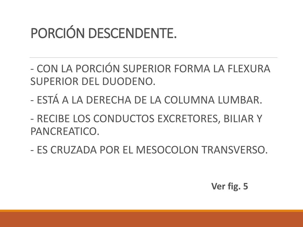 PORCIÓN DESCENDENTE. - CON LA PORCIÓN SUPERIOR FORMA LA FLEXURA SUPERIOR DEL DUODENO. - ESTÁ A LA DERECHA DE LA COLUMNA LUMBAR.