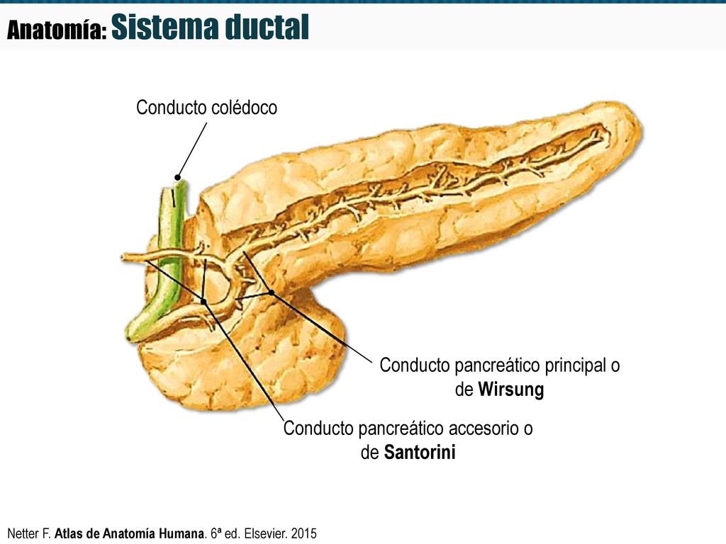 Residente primer año de Endocrinología - ppt descargar