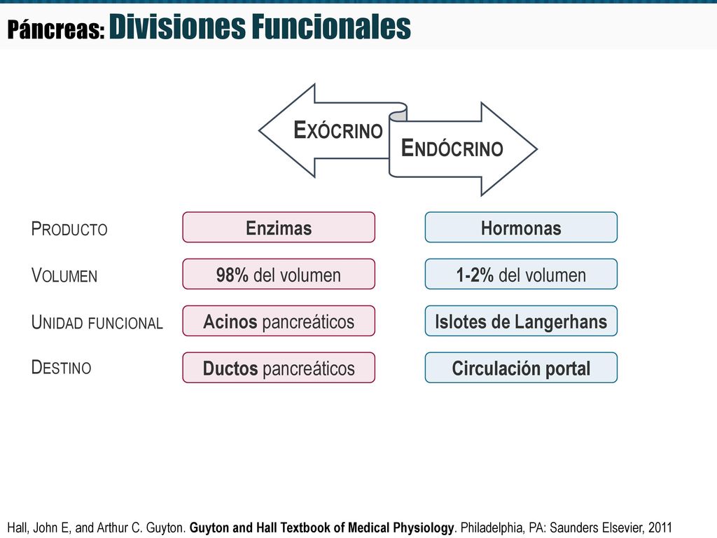 Exócrino Endócrino Páncreas: Divisiones Funcionales Producto Enzimas
