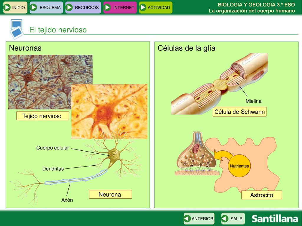 El tejido nervioso Neuronas Células de la glía Célula de Schwann