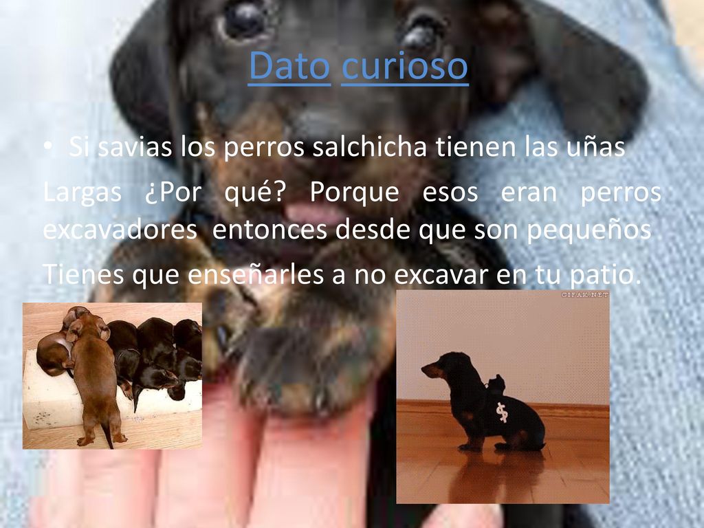 Dato curioso Si savias los perros salchicha tienen las uñas