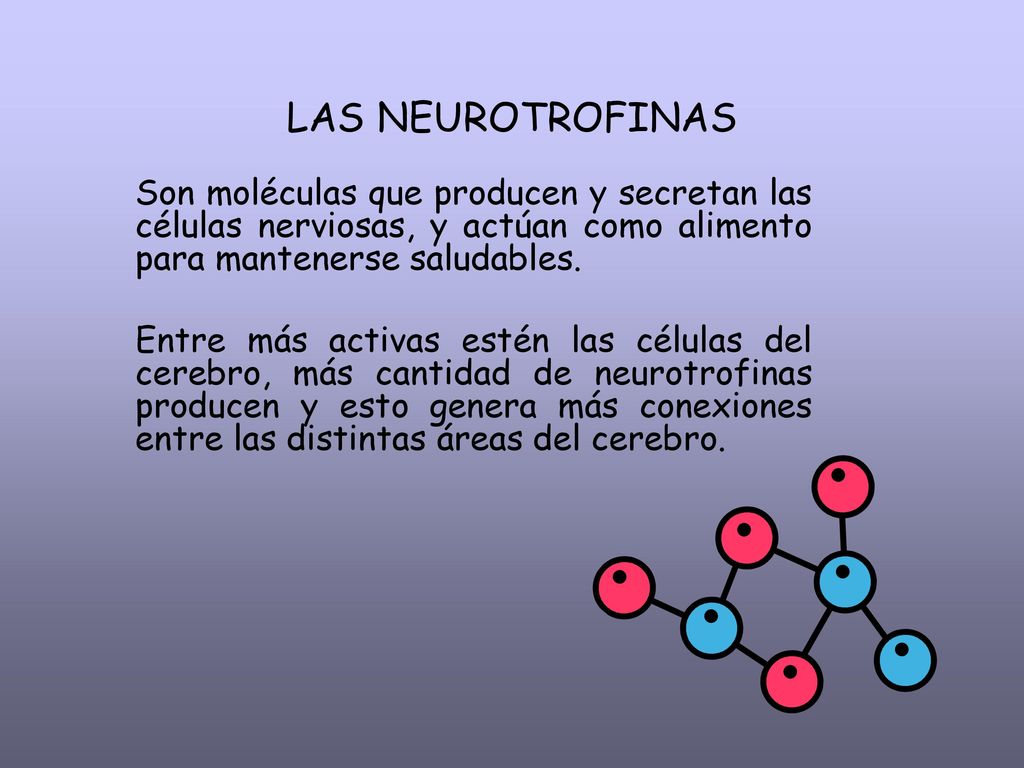 LAS NEUROTROFINAS Son moléculas que producen y secretan las células nerviosas, y actúan como alimento para mantenerse saludables.