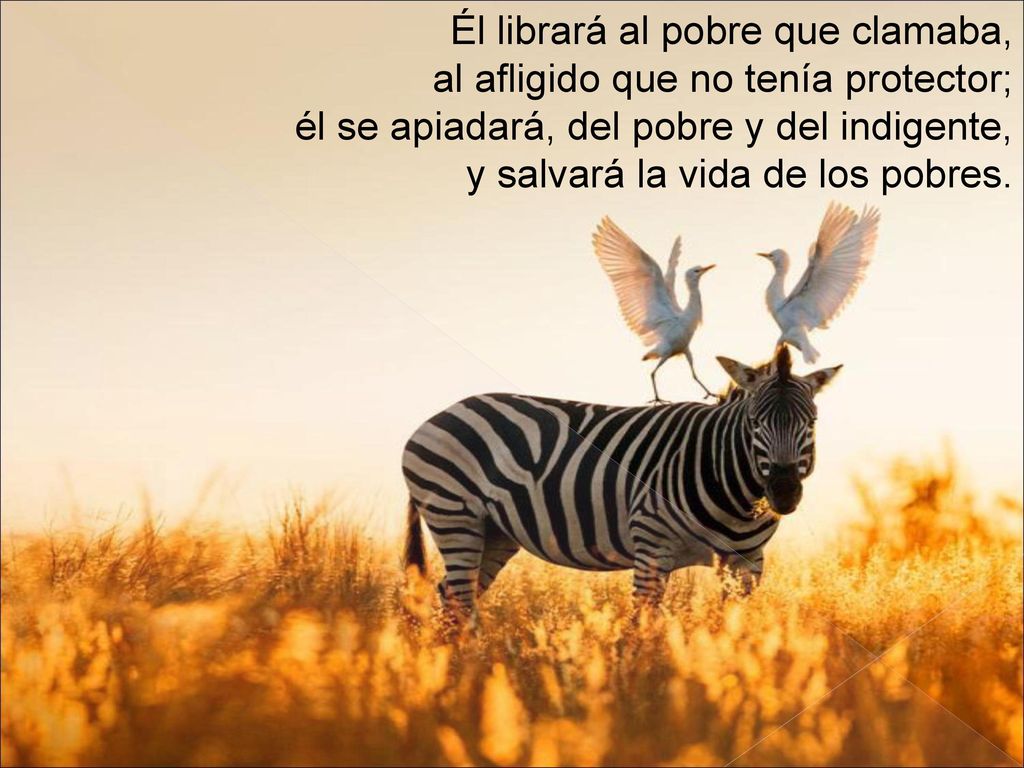Él librará al pobre que clamaba, al afligido que no tenía protector; él se apiadará, del pobre y del indigente, y salvará la vida de los pobres.