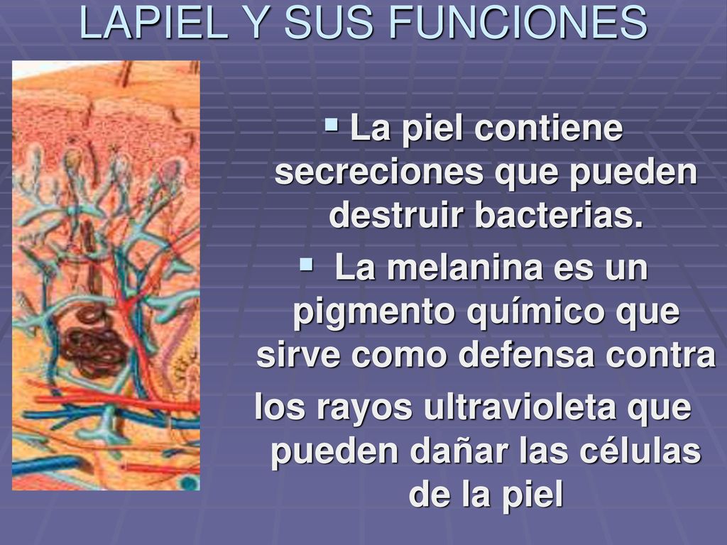 LAPIEL Y SUS FUNCIONES La piel contiene secreciones que pueden destruir bacterias. La melanina es un pigmento químico que sirve como defensa contra.