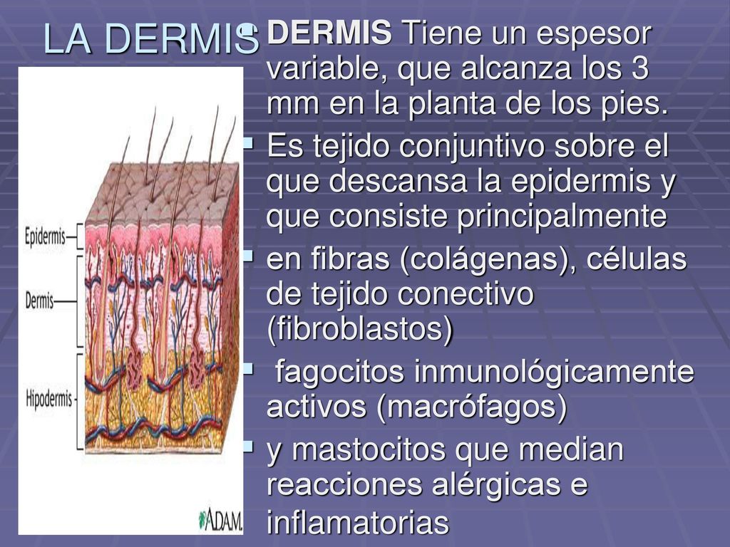 DERMIS Tiene un espesor variable, que alcanza los 3 mm en la planta de los pies.