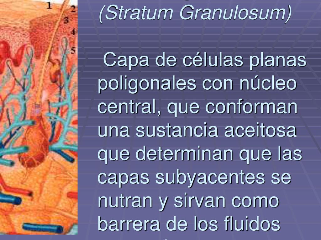 3 Estrato granuloso (Stratum Granulosum) Capa de células planas poligonales con núcleo central, que conforman una sustancia aceitosa que determinan que las capas subyacentes se nutran y sirvan como barrera de los fluidos corporales.