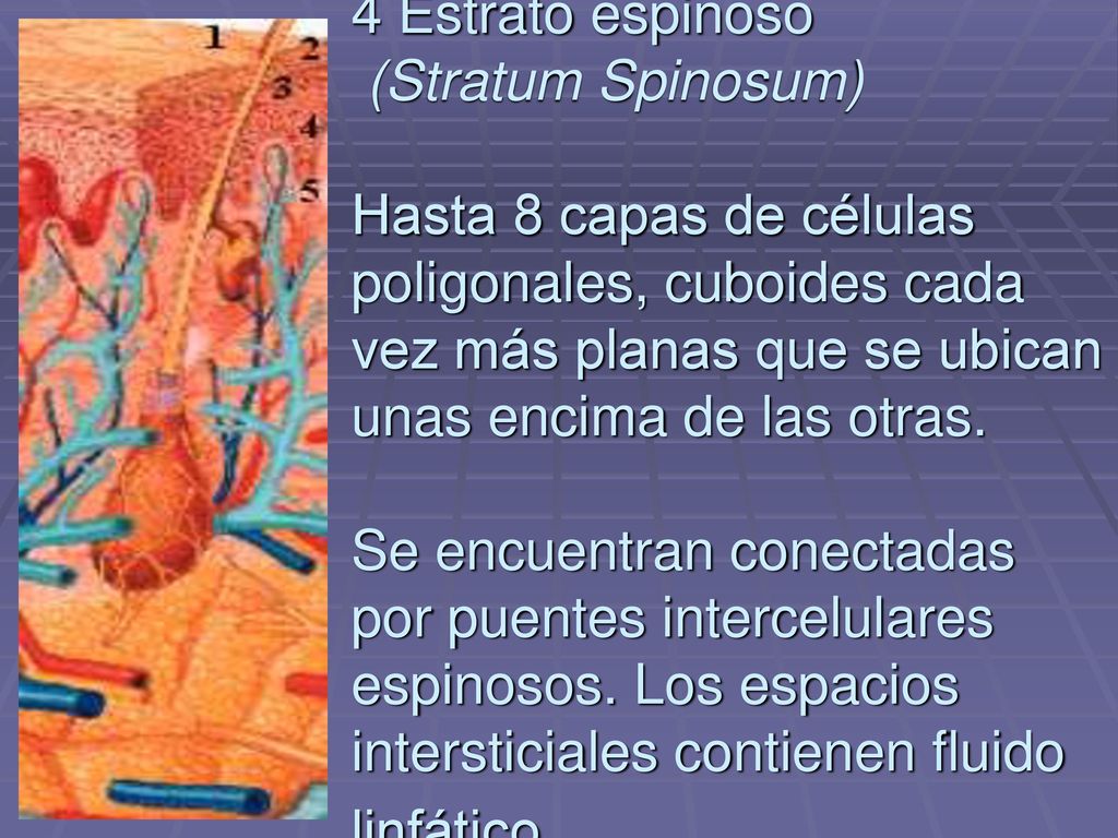 4 Estrato espinoso (Stratum Spinosum) Hasta 8 capas de células poligonales, cuboides cada vez más planas que se ubican unas encima de las otras.