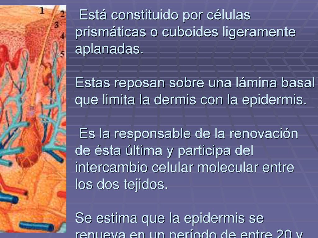5 Estrato basal (Stratum basale) Está constituido por células prismáticas o cuboides ligeramente aplanadas.