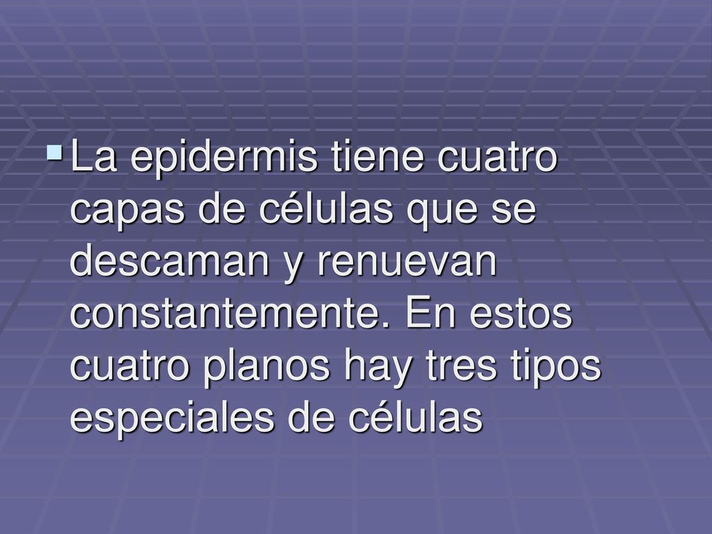 La epidermis tiene cuatro capas de células que se descaman y renuevan constantemente.