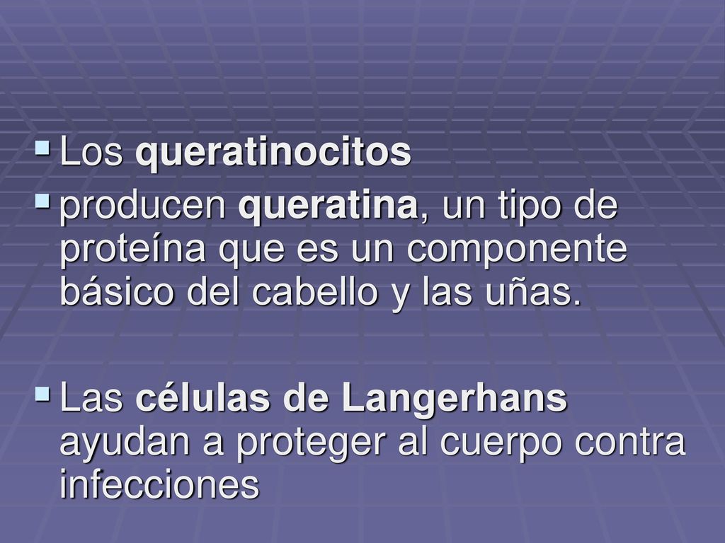 Los queratinocitos producen queratina, un tipo de proteína que es un componente básico del cabello y las uñas.
