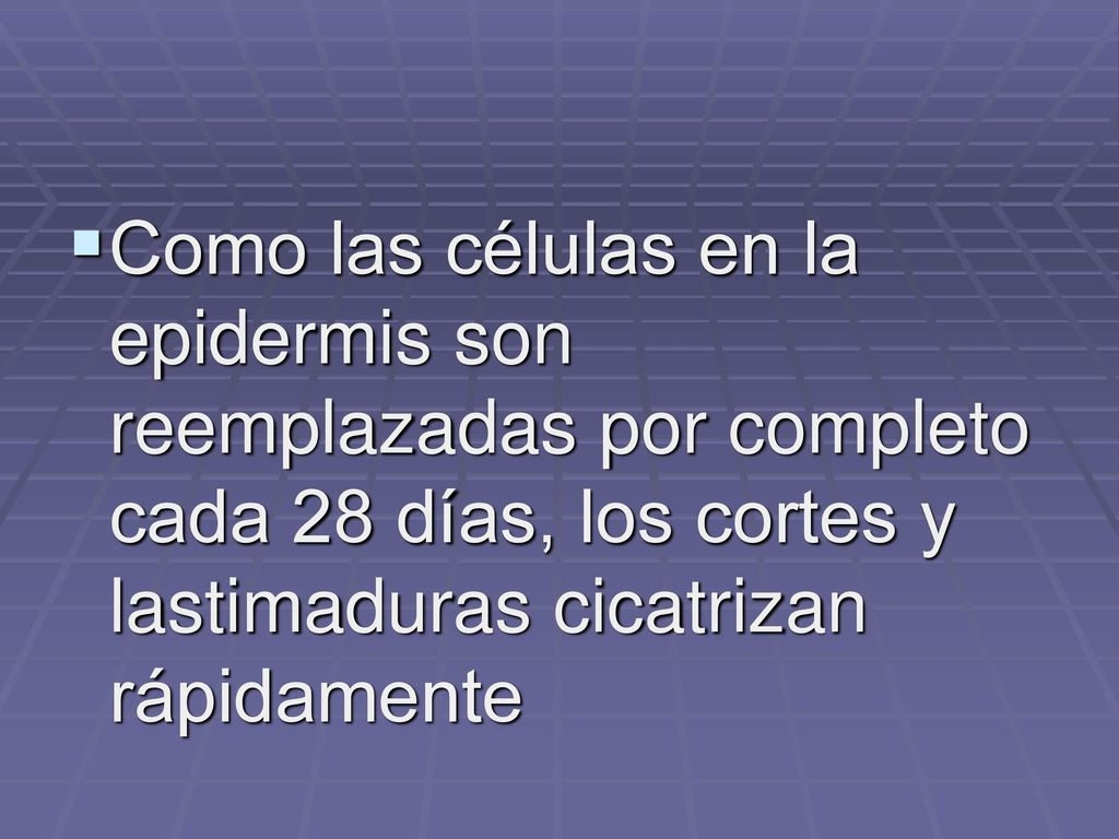 Como las células en la epidermis son reemplazadas por completo cada 28 días, los cortes y lastimaduras cicatrizan rápidamente