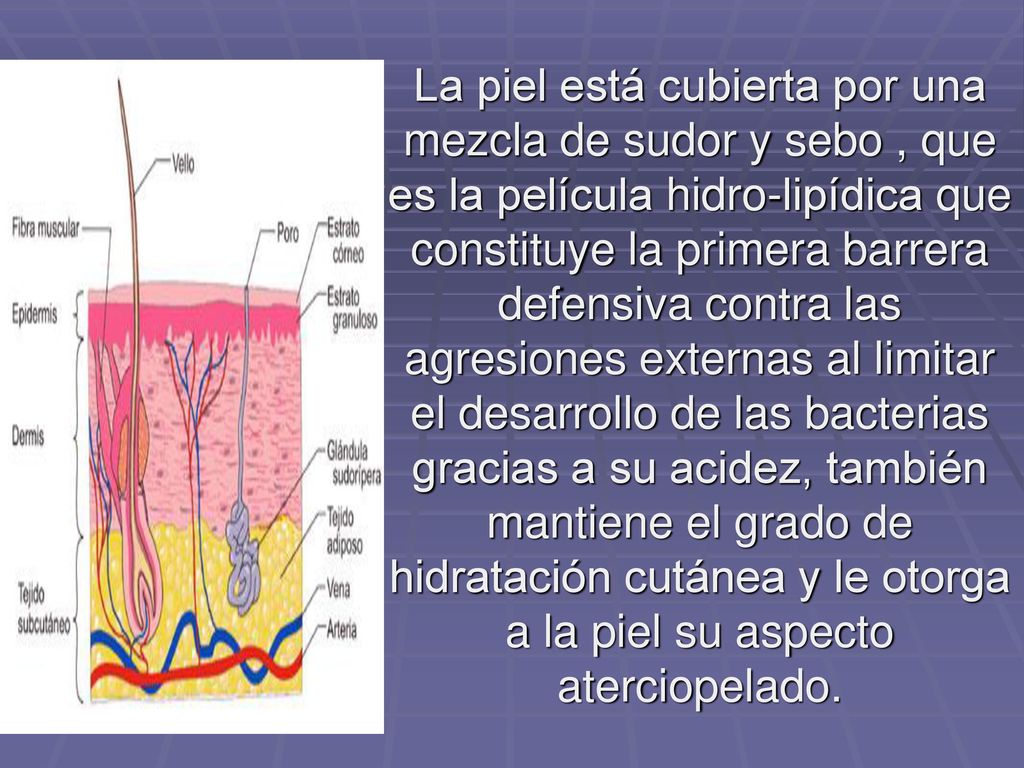 La piel está cubierta por una mezcla de sudor y sebo , que es la película hidro-lipídica que constituye la primera barrera defensiva contra las agresiones externas al limitar el desarrollo de las bacterias gracias a su acidez, también mantiene el grado de hidratación cutánea y le otorga a la piel su aspecto aterciopelado.