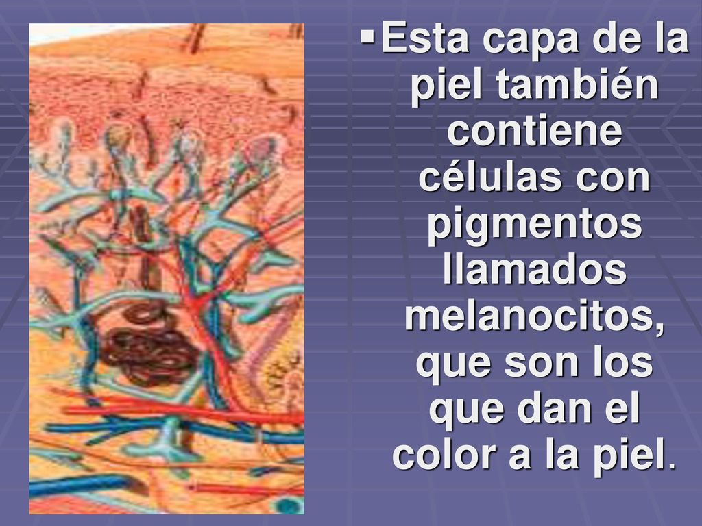 Esta capa de la piel también contiene células con pigmentos llamados melanocitos, que son los que dan el color a la piel.
