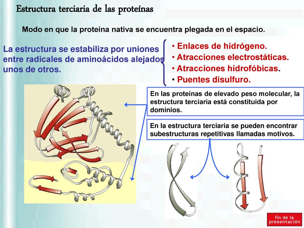 Modo en que la proteína nativa se encuentra plegada en el espacio.