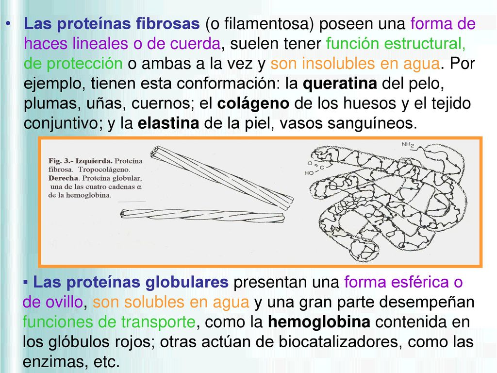 Las proteínas fibrosas (o filamentosa) poseen una forma de haces lineales o de cuerda, suelen tener función estructural, de protección o ambas a la vez y son insolubles en agua. Por ejemplo, tienen esta conformación: la queratina del pelo, plumas, uñas, cuernos; el colágeno de los huesos y el tejido conjuntivo; y la elastina de la piel, vasos sanguíneos.