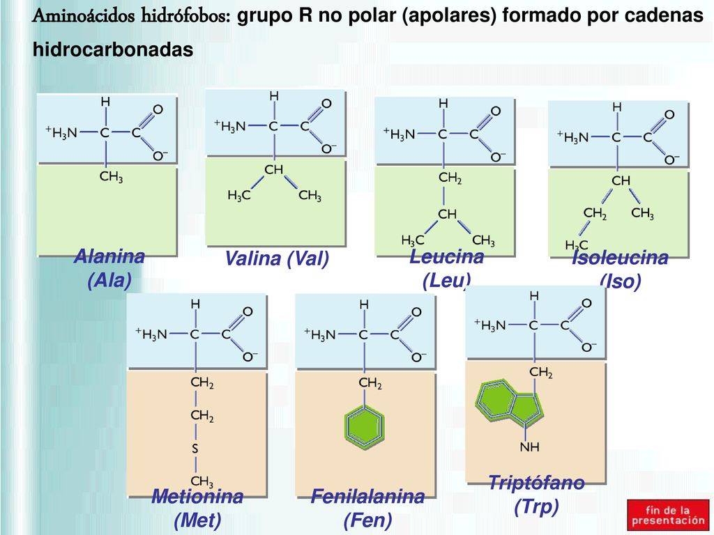 Aminoácidos hidrófobos: grupo R no polar (apolares) formado por cadenas hidrocarbonadas