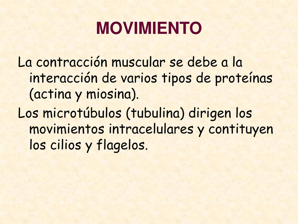 MOVIMIENTO La contracción muscular se debe a la interacción de varios tipos de proteínas (actina y miosina).