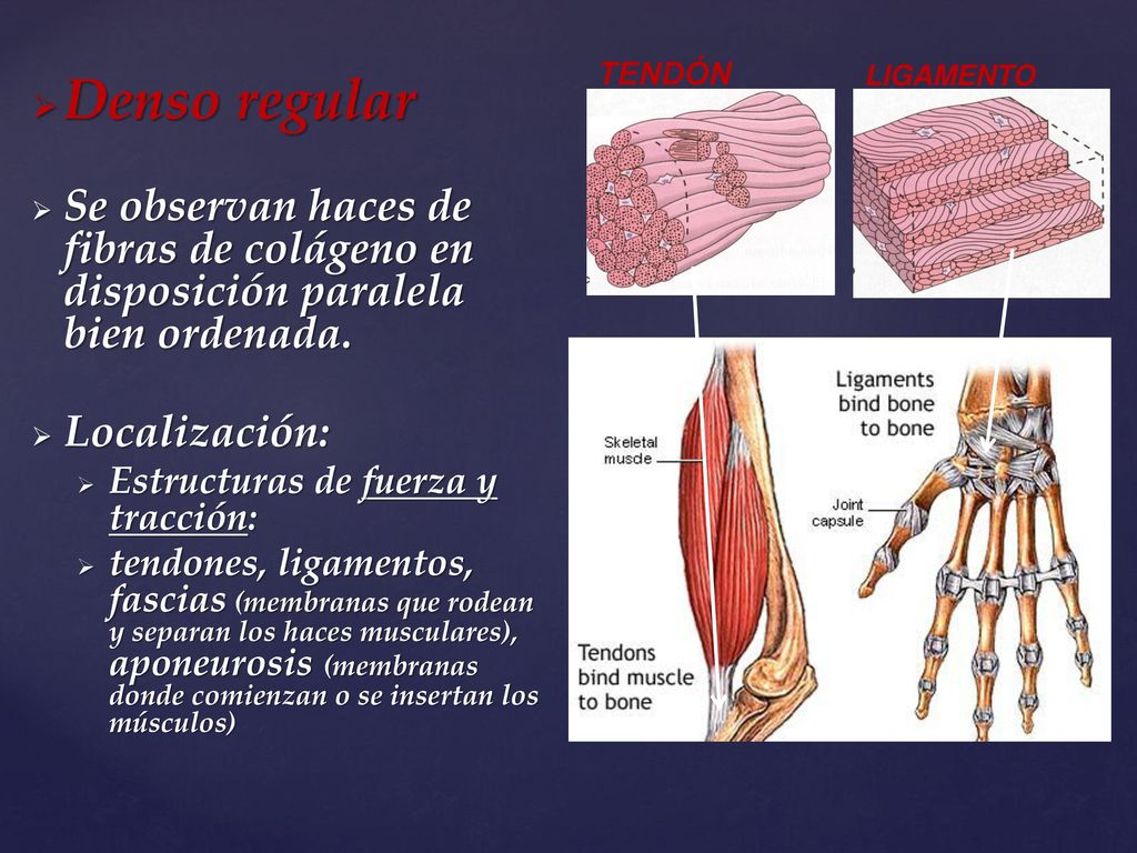 Denso regular Se observan haces de fibras de colágeno en disposición paralela bien ordenada. Localización: