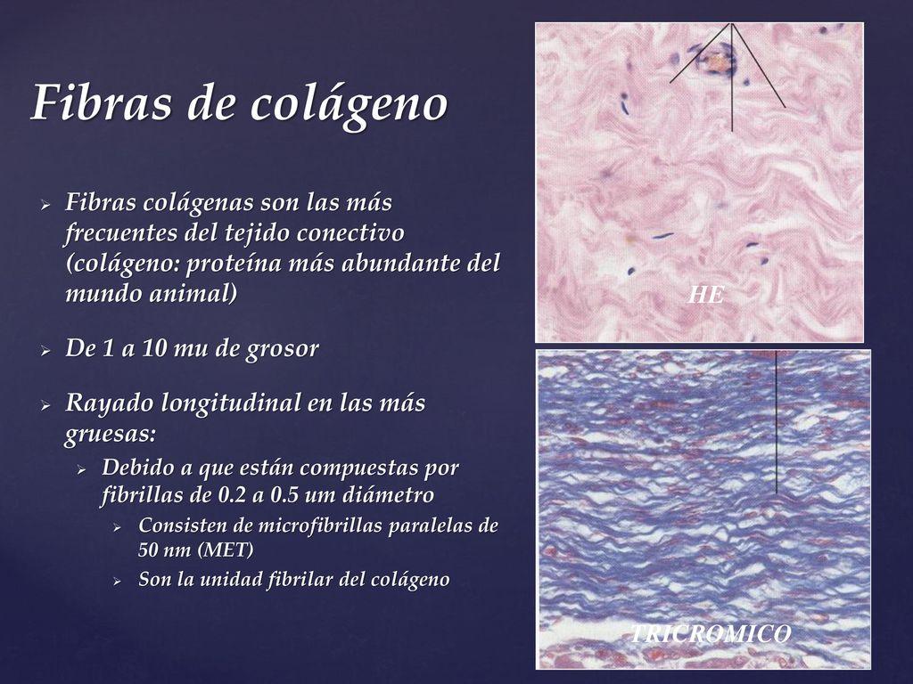 Fibras de colágeno Fibras colágenas son las más frecuentes del tejido conectivo (colágeno: proteína más abundante del mundo animal)