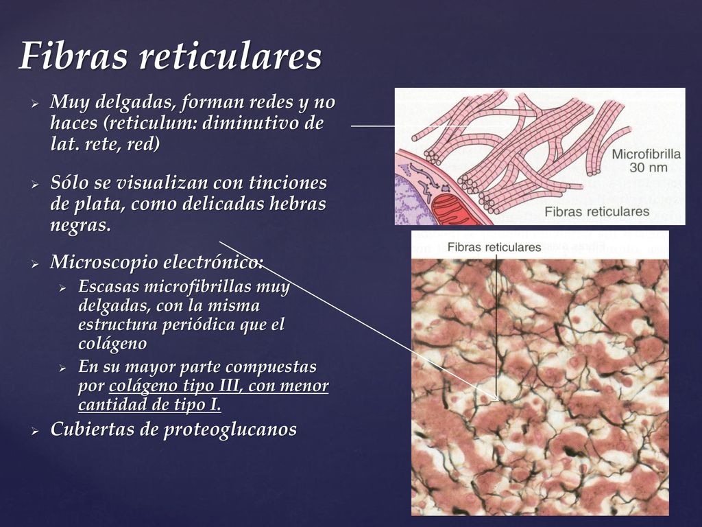 Fibras reticulares Muy delgadas, forman redes y no haces (reticulum: diminutivo de lat. rete, red)