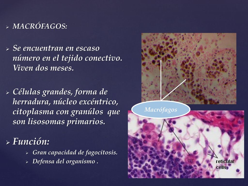 MACRÓFAGOS: Se encuentran en escaso número en el tejido conectivo. Viven dos meses.